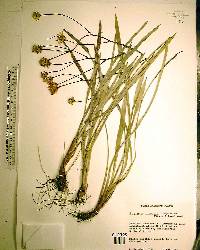 Pityopsis oligantha image