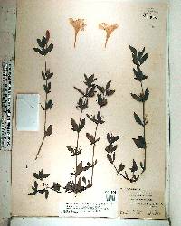 Ruellia caroliniensis image