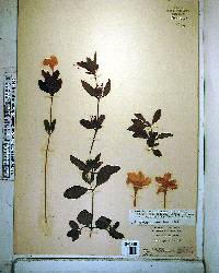 Ruellia caroliniensis image