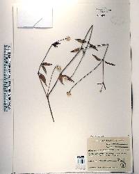 Alternanthera flavescens image