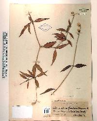 Alternanthera flavescens image