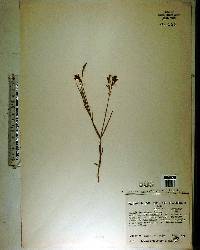 Justicia crassifolia image