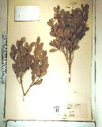 Gyminda latifolia image