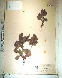 Gyminda latifolia image