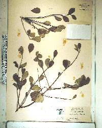 Gyminda latifolia image