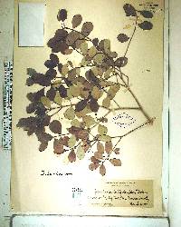 Gyminda latifolia image