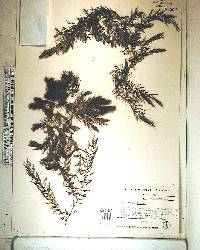 Ceratophyllum demersum image