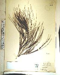 Casuarina equisetifolia image