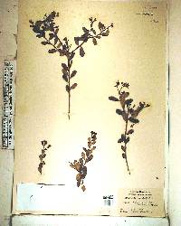 Bourreria cassinifolia image