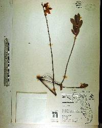 Asimina reticulata image