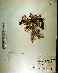 Argusia gnaphalodes image