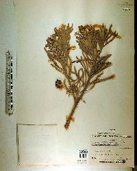 Argusia gnaphalodes image