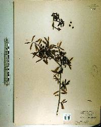 Ilex myrtifolia image