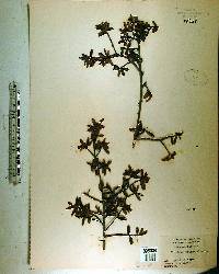 Ilex myrtifolia image