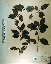 Ilex krugiana image