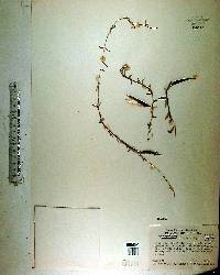 Cynanchum blodgettii image