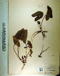 Hexastylis arifolia image