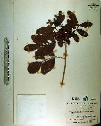 Schinus terebinthifolius image