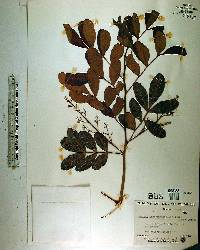 Schinus terebinthifolius image