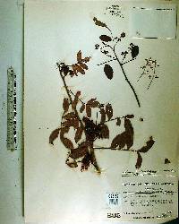 Schinus terebinthifolius image