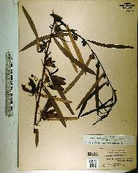 Asimina angustifolia image