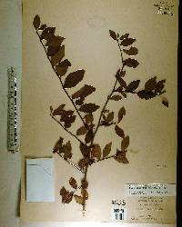 Ilex ambigua image