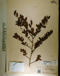 Ilex ambigua image