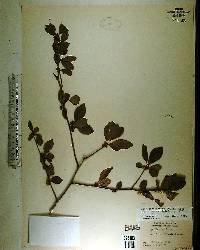 Ilex ambigua image