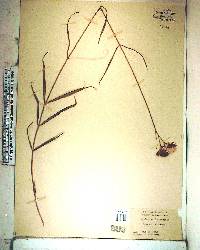 Asclepias lanceolata image