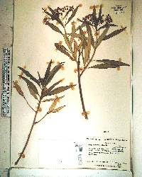 Asclepias curassavica image