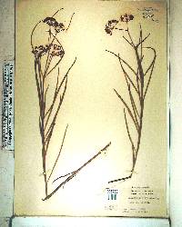 Asclepias longifolia image