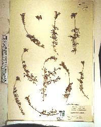 Glandularia pulchella image