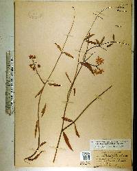 Funastrum clausum image