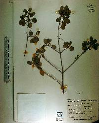 Lantana involucrata image