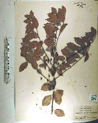 Ilex coriacea image