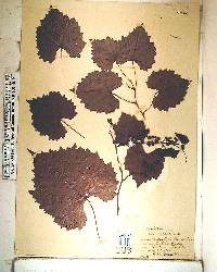 Vitis rotundifolia image