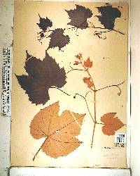 Vitis shuttleworthii image