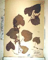 Vitis vulpina image