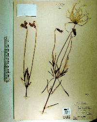 Clematis baldwinii image