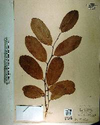 Capparis flexuosa image