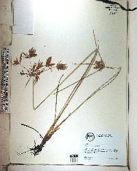 Cyperus polystachyos image