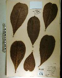 Amphitecna latifolia image