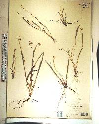 Viola lanceolata image