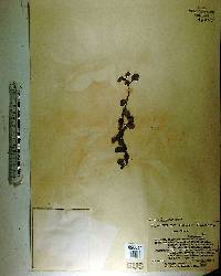Hedyotis procumbens image
