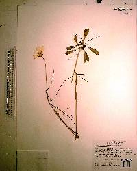 Sabatia bartramii image