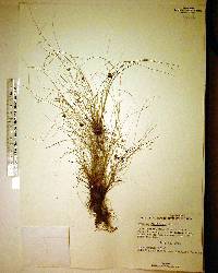 Cyperus floridanus image