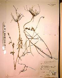 Lobelia glandulosa image