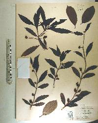 Morinda umbellata image