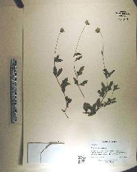 Melanthera parvifolia image