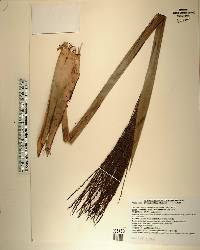 Synechanthus fibrosus image